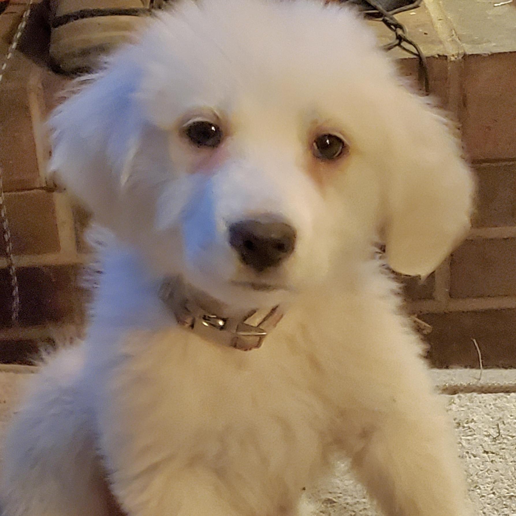 Enlarge Snowdrop, a Adoptable mixed breed in Fishers, IN image 2/3