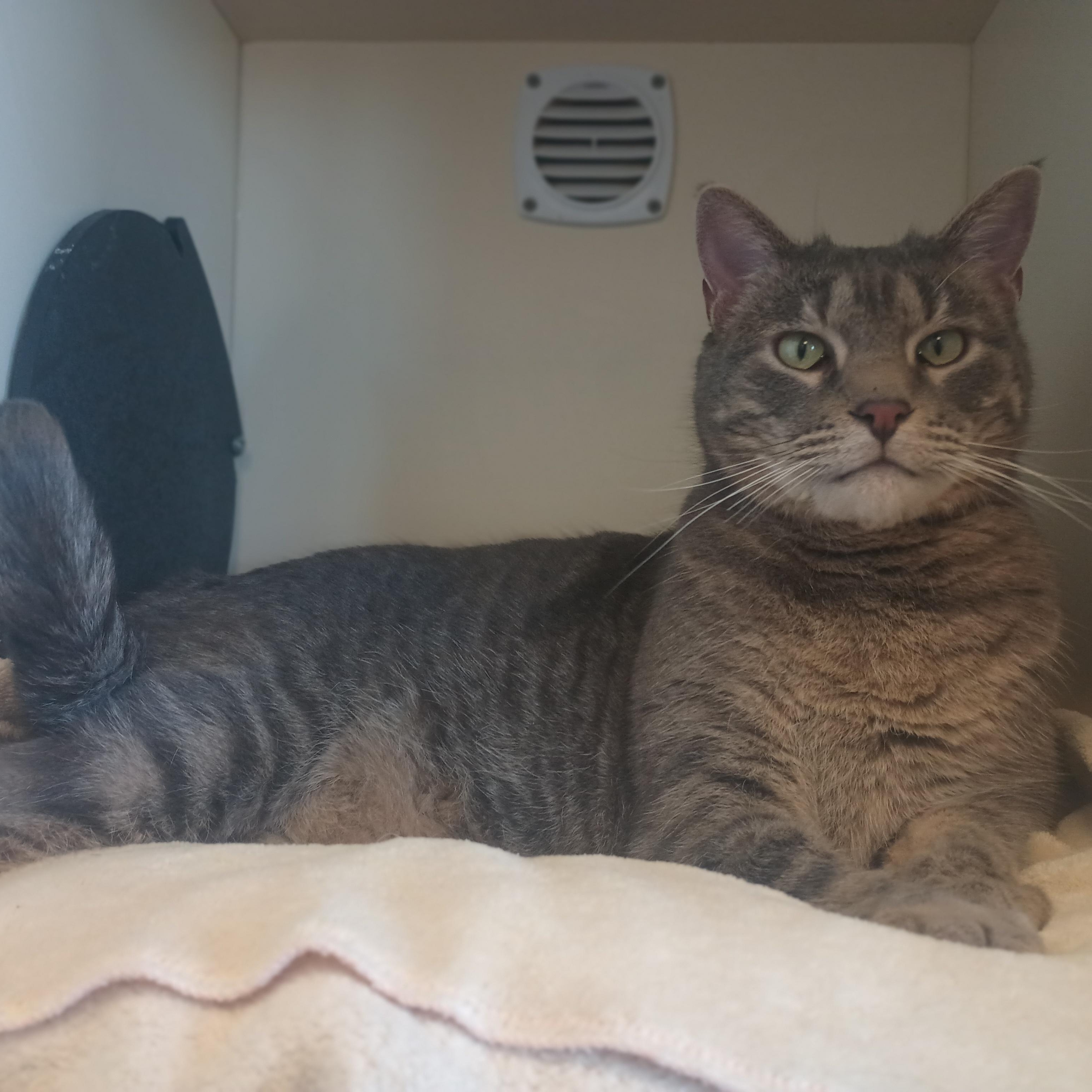 Tater Tot, an adopted mixed breed in Buena Vista, CO image 2/6