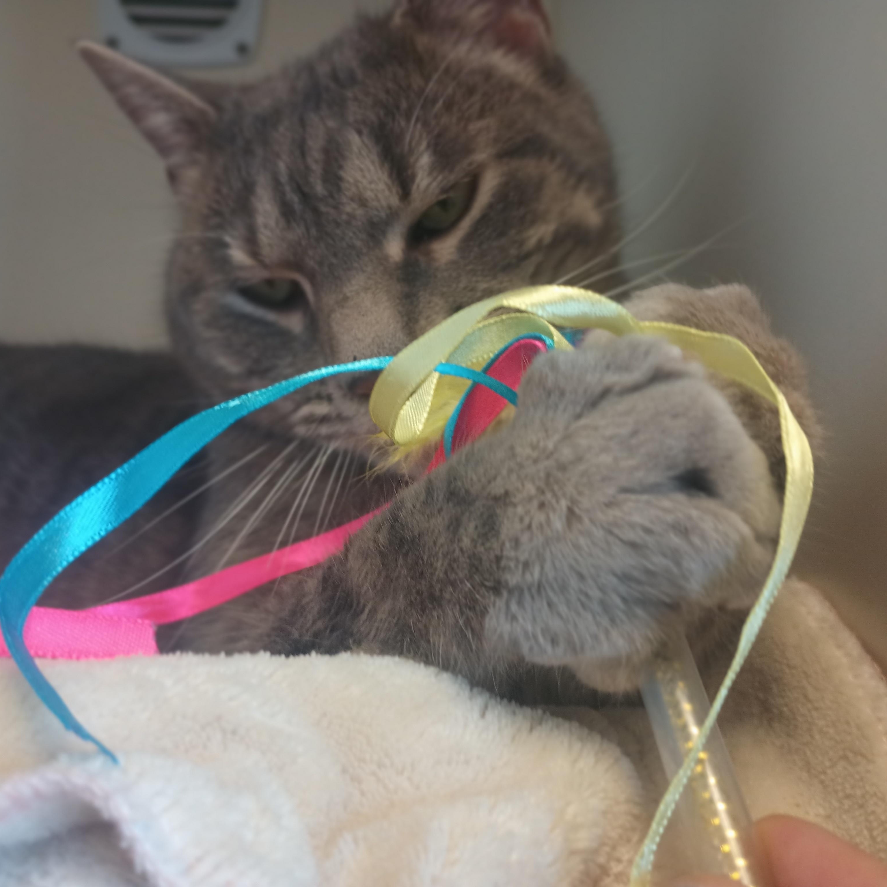 Tater Tot, an adopted mixed breed in Buena Vista, CO image 5/6