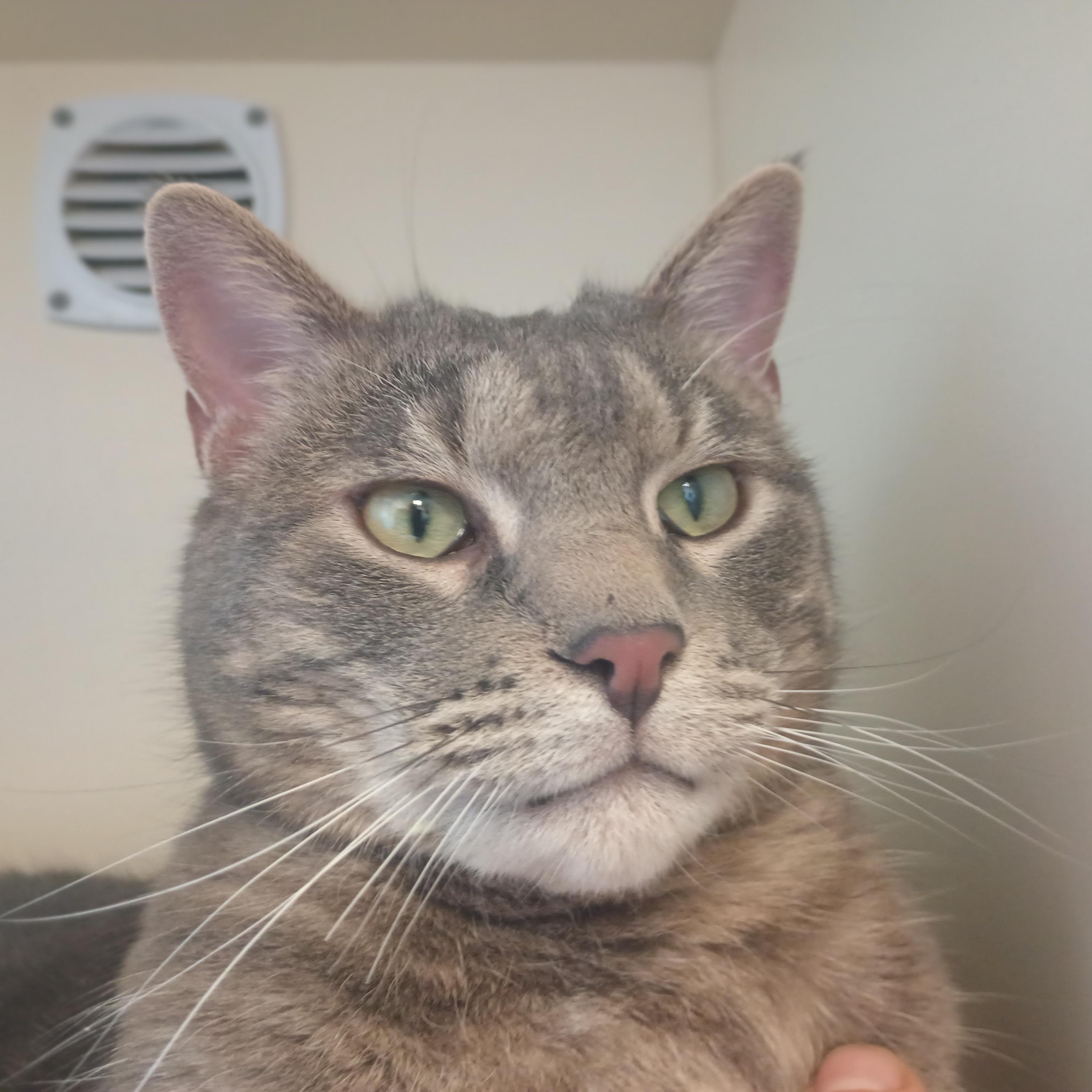 Tater Tot, an adopted mixed breed in Buena Vista, CO image 1/6