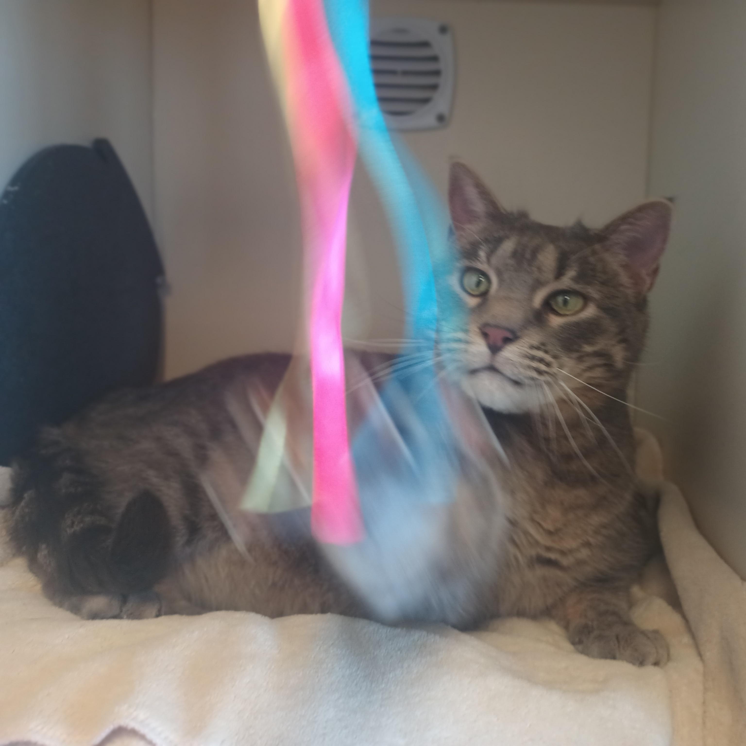 Tater Tot, an adopted mixed breed in Buena Vista, CO image 3/6