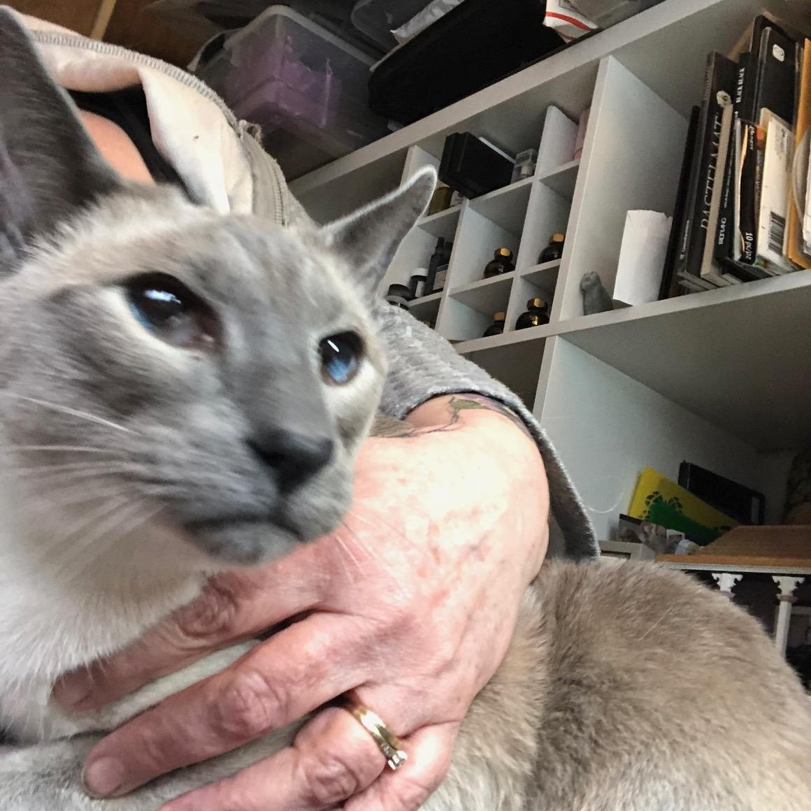 Keats (w/ Byron & Shelley), adopted, Senior Male Siamese.