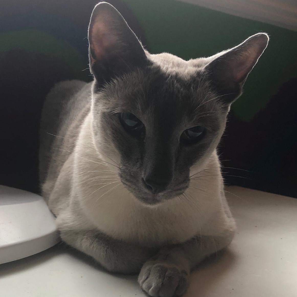Keats (w/ Byron & Shelley), an adopted Siamese in Caledon, ON image 2/3