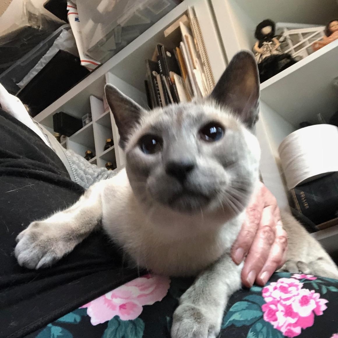 Keats (w/ Byron & Shelley), an adopted Siamese in Caledon, ON image 3/3