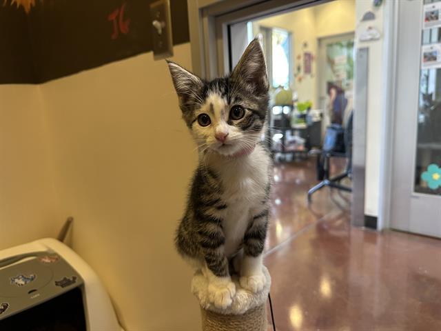 ROSIE, Adoptable, Kitten Female Domestic Short Hair.