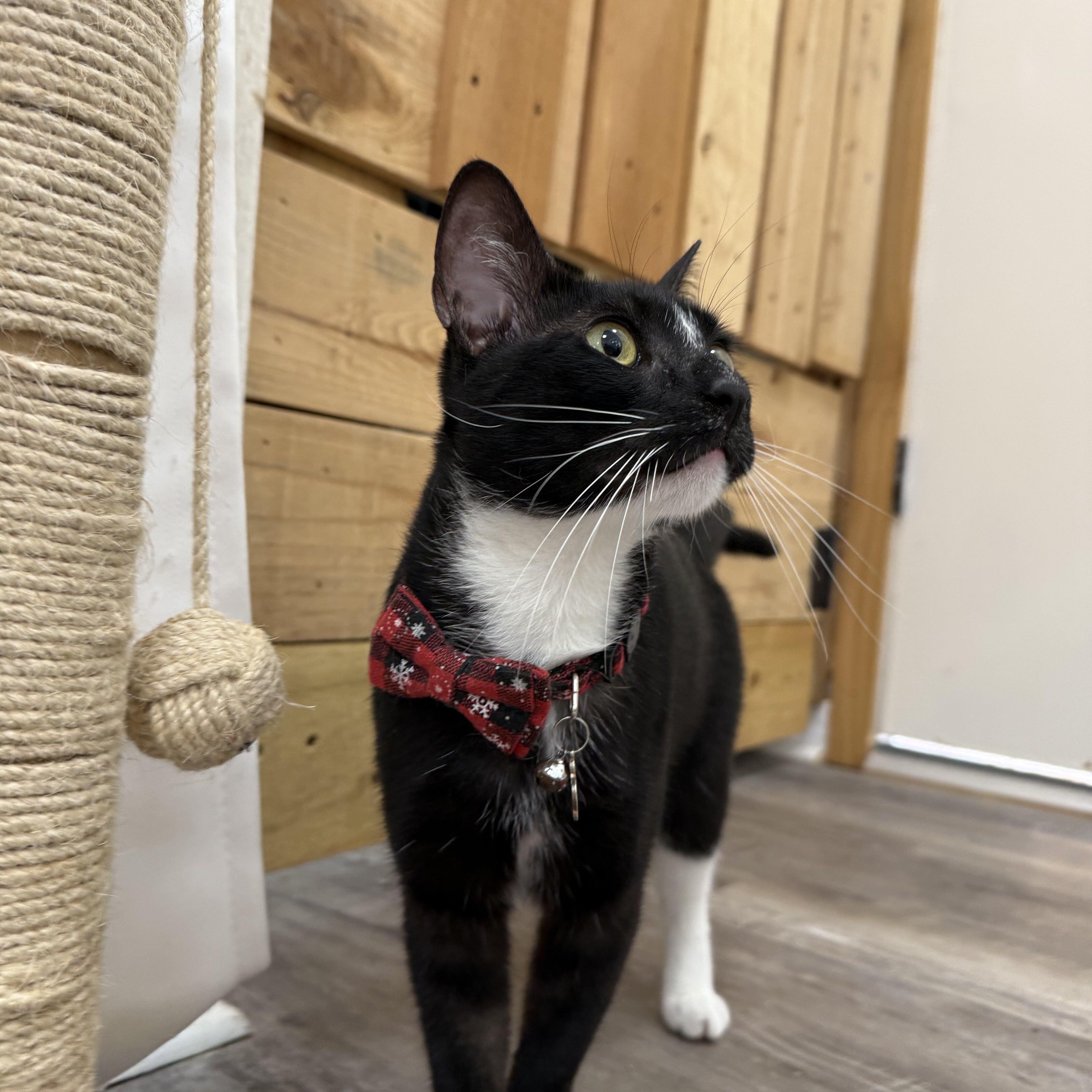 Wally Lucy Lou — thumbnail 3