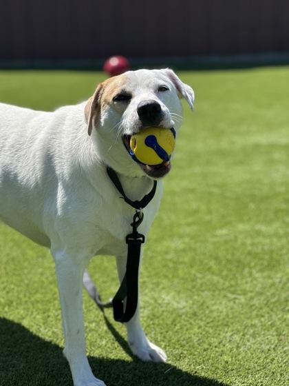 Picasso, Adopted, Adult Male Mixed Breed.