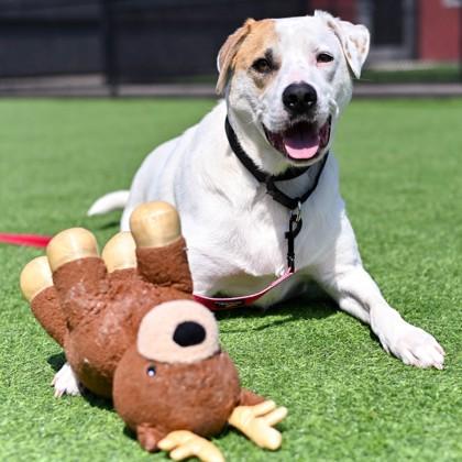 Enlarge Picasso, a Adopted mixed breed in Westbrook, ME image 2/3