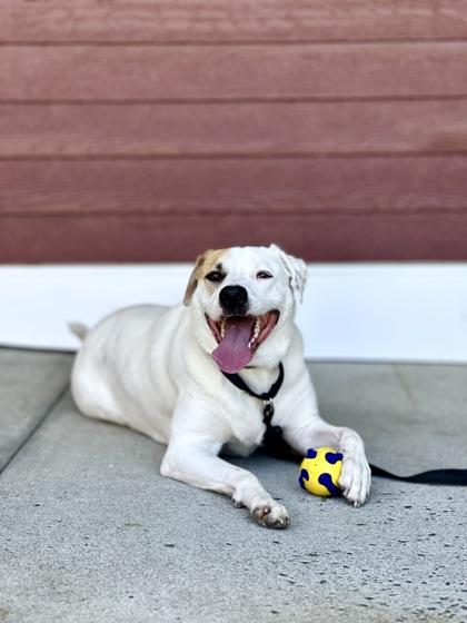 Enlarge Picasso, a Adopted mixed breed in Westbrook, ME image 3/3