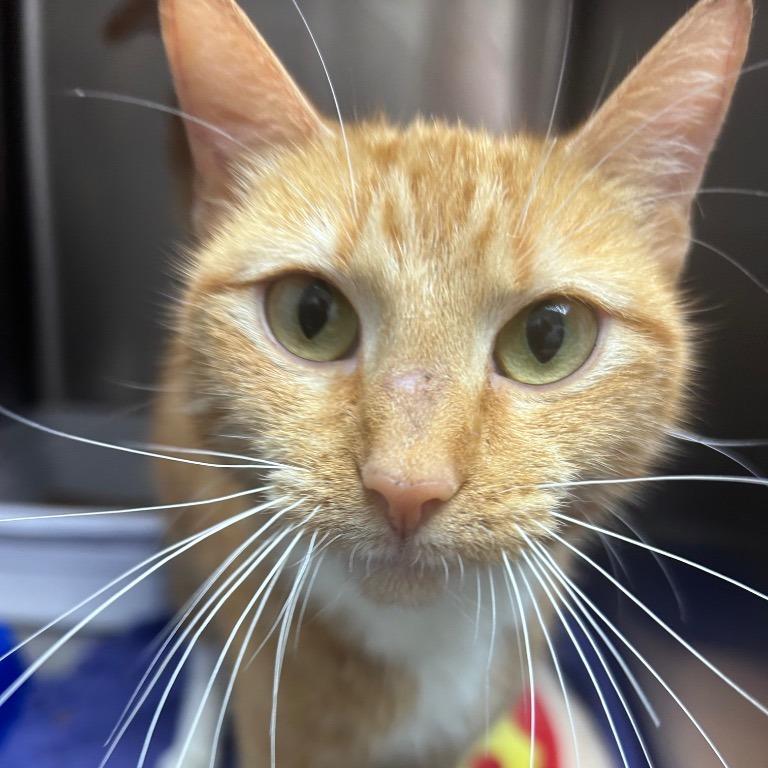 Spaghetti, Adoptable, Young Male Domestic Short Hair.