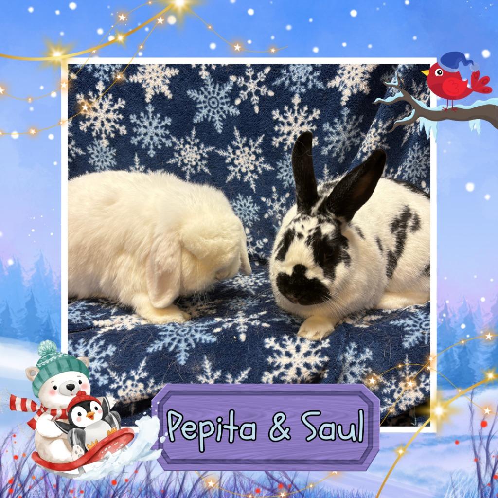 Enlarge Saul, a Adopted Lop Eared in Elizabethtown, KY image 4/6