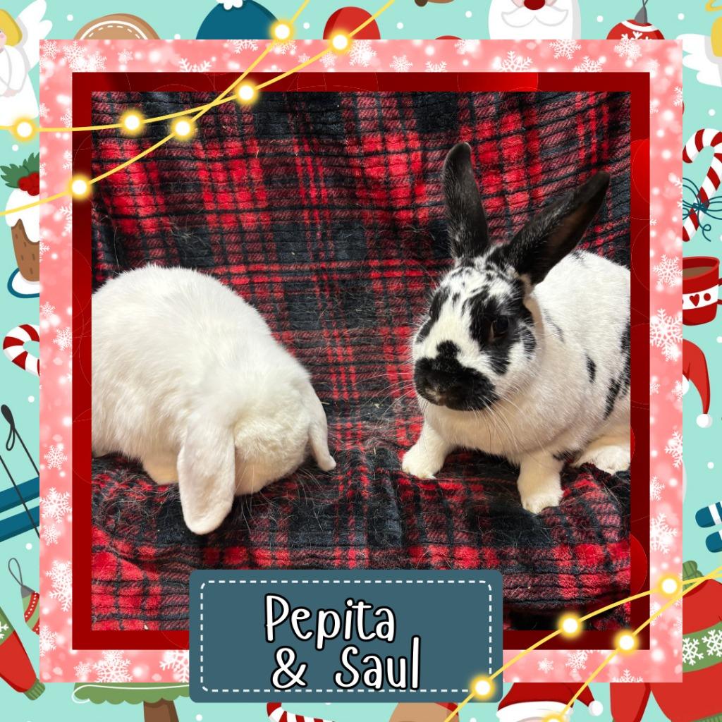 Enlarge Saul, a Adopted Lop Eared in Elizabethtown, KY image 5/6