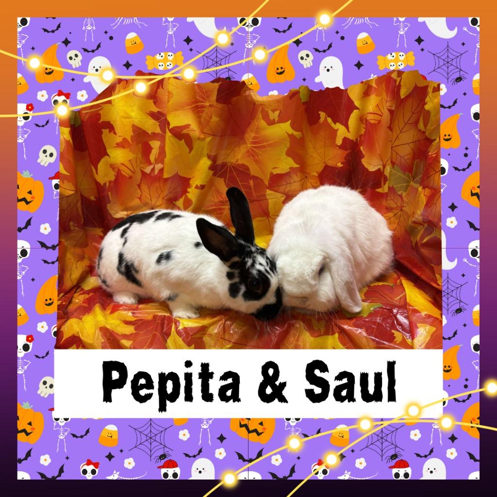 Enlarge Saul, a Adopted Lop Eared in Elizabethtown, KY image 6/6