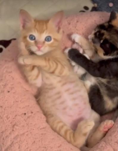 Enlarge Meep, an adopted mixed breed in Escondido, CA image 1/3