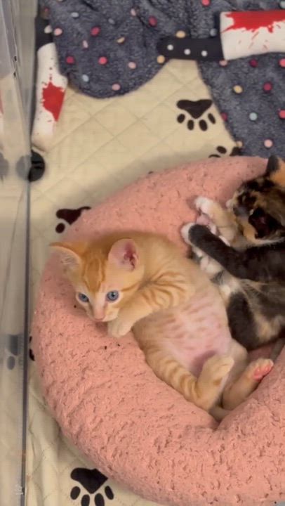 Enlarge Meep, an adopted mixed breed in Escondido, CA video 3/3