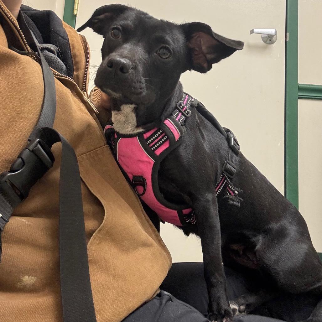 Rosalind thumbnail 2