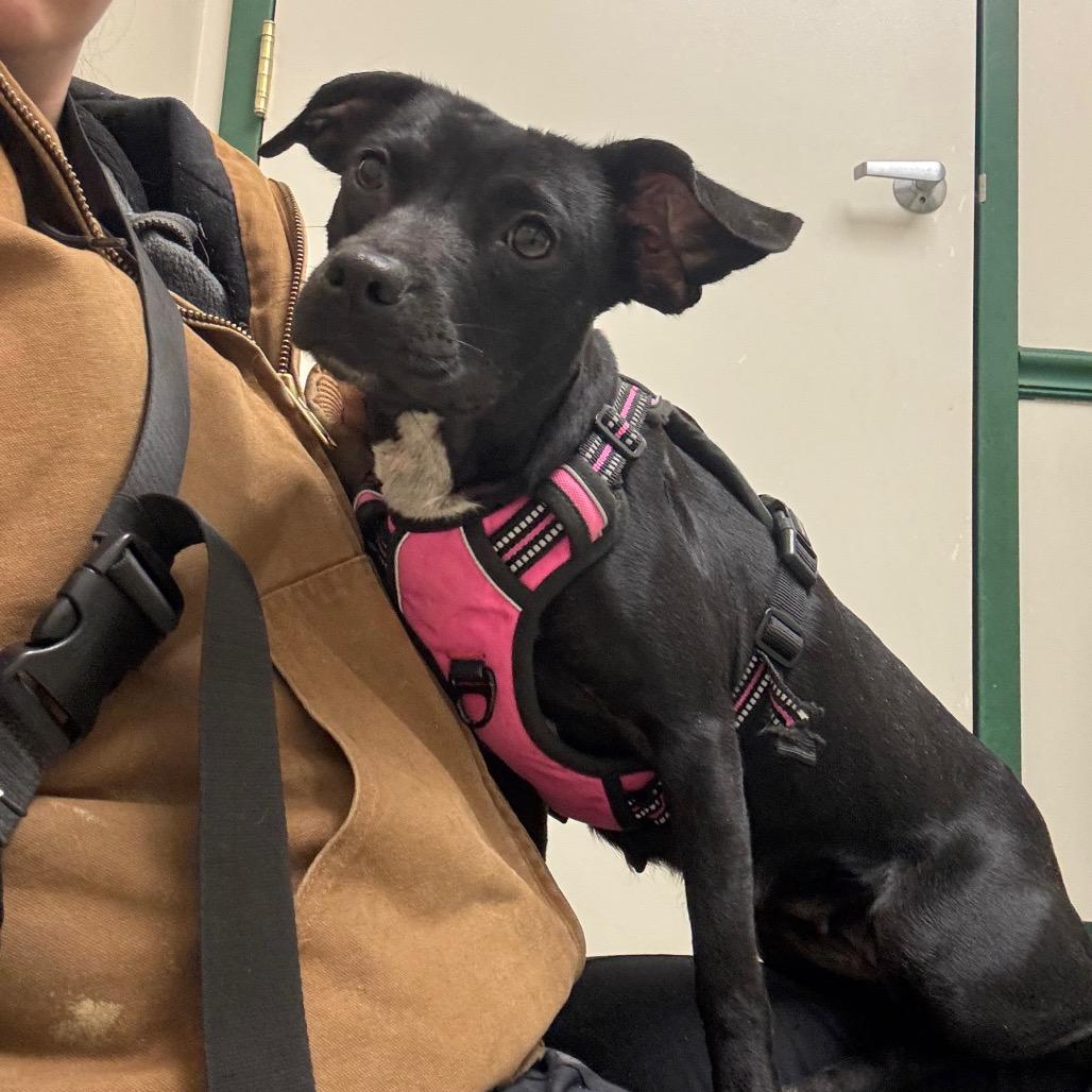 Rosalind thumbnail 3