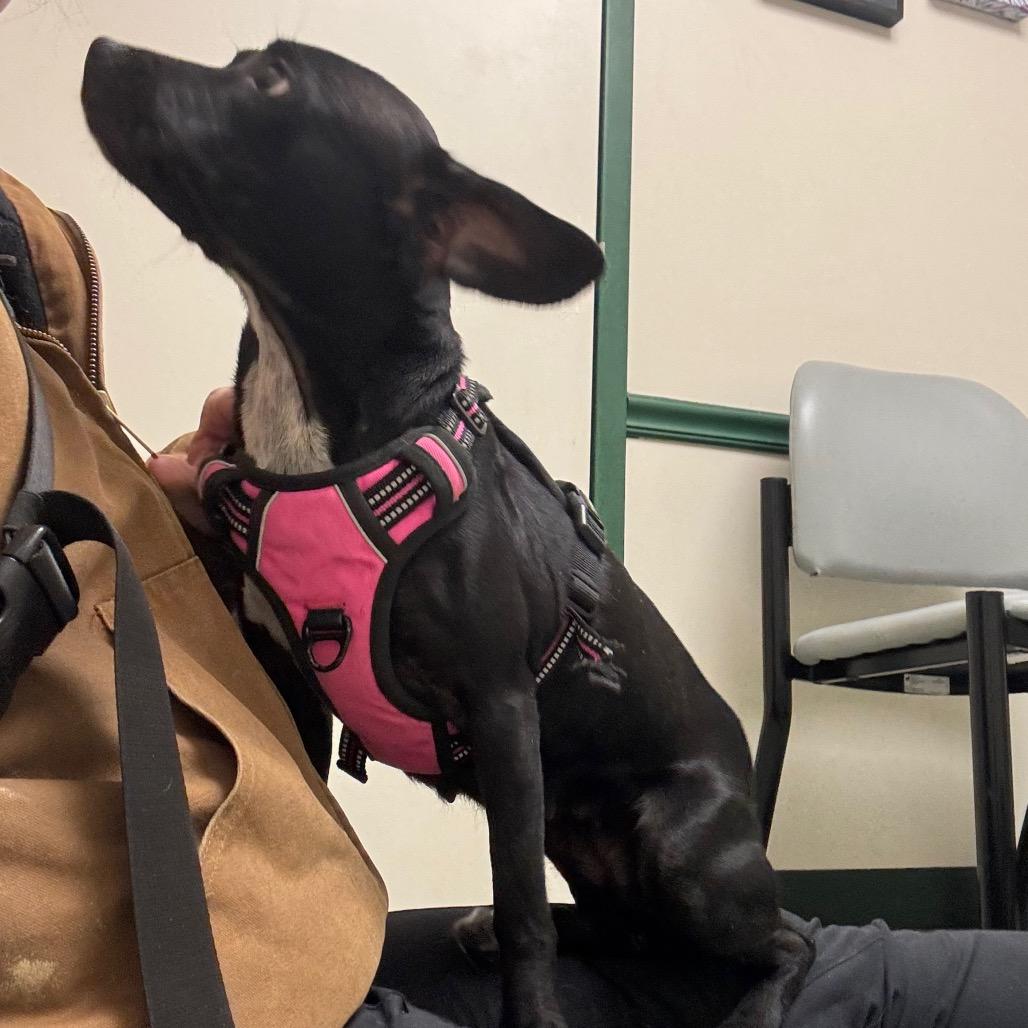 Rosalind thumbnail 4