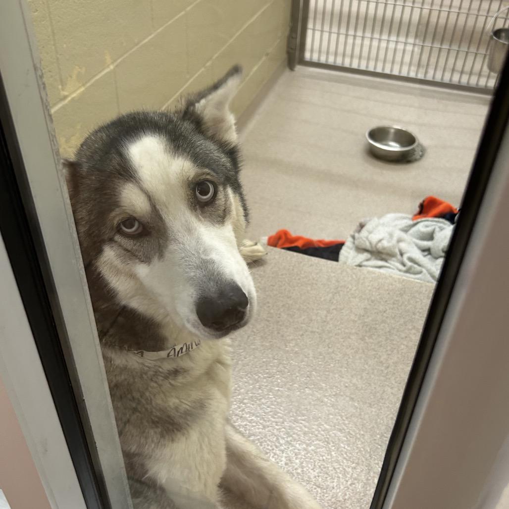 Amina — thumbnail 2