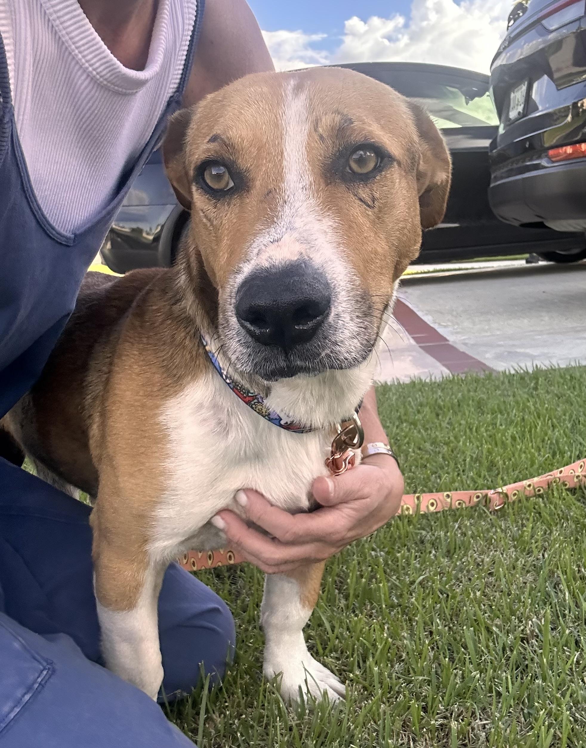 Scrappy Doo  The thumbnail 3