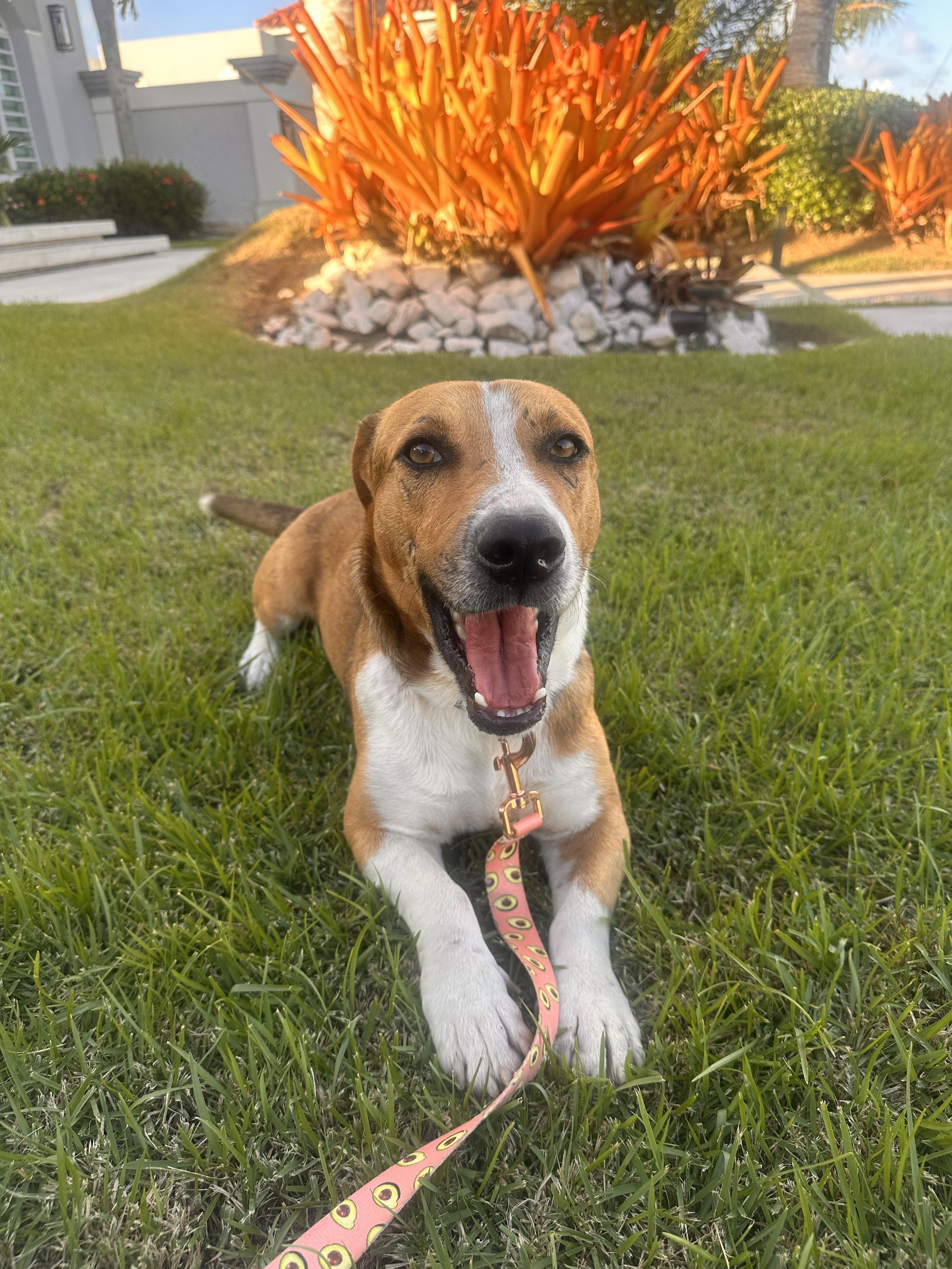 Scrappy Doo  The thumbnail 5