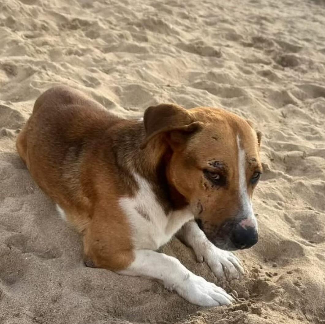 Scrappy Doo  The thumbnail 6