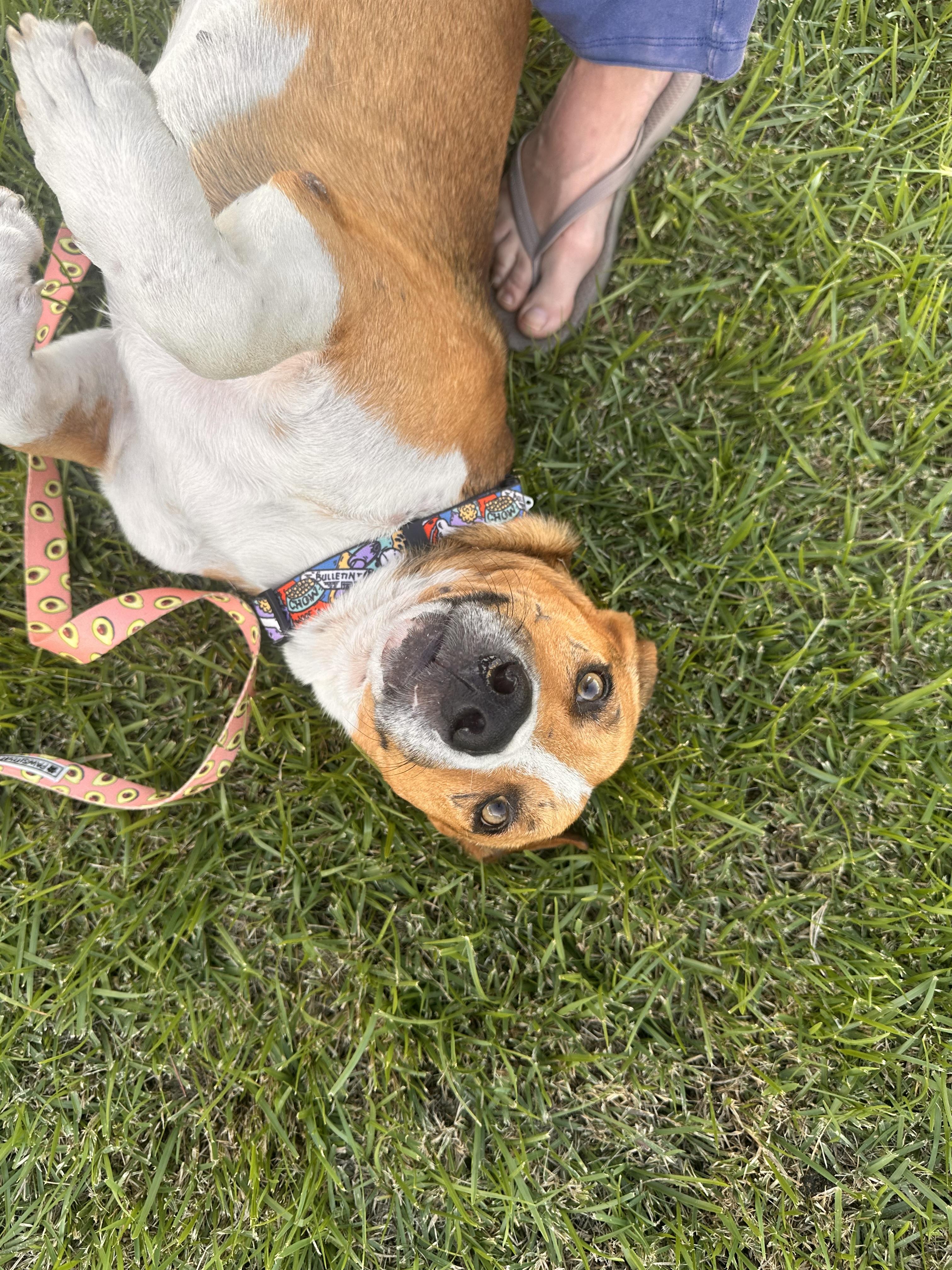 Scrappy Doo  The thumbnail 4