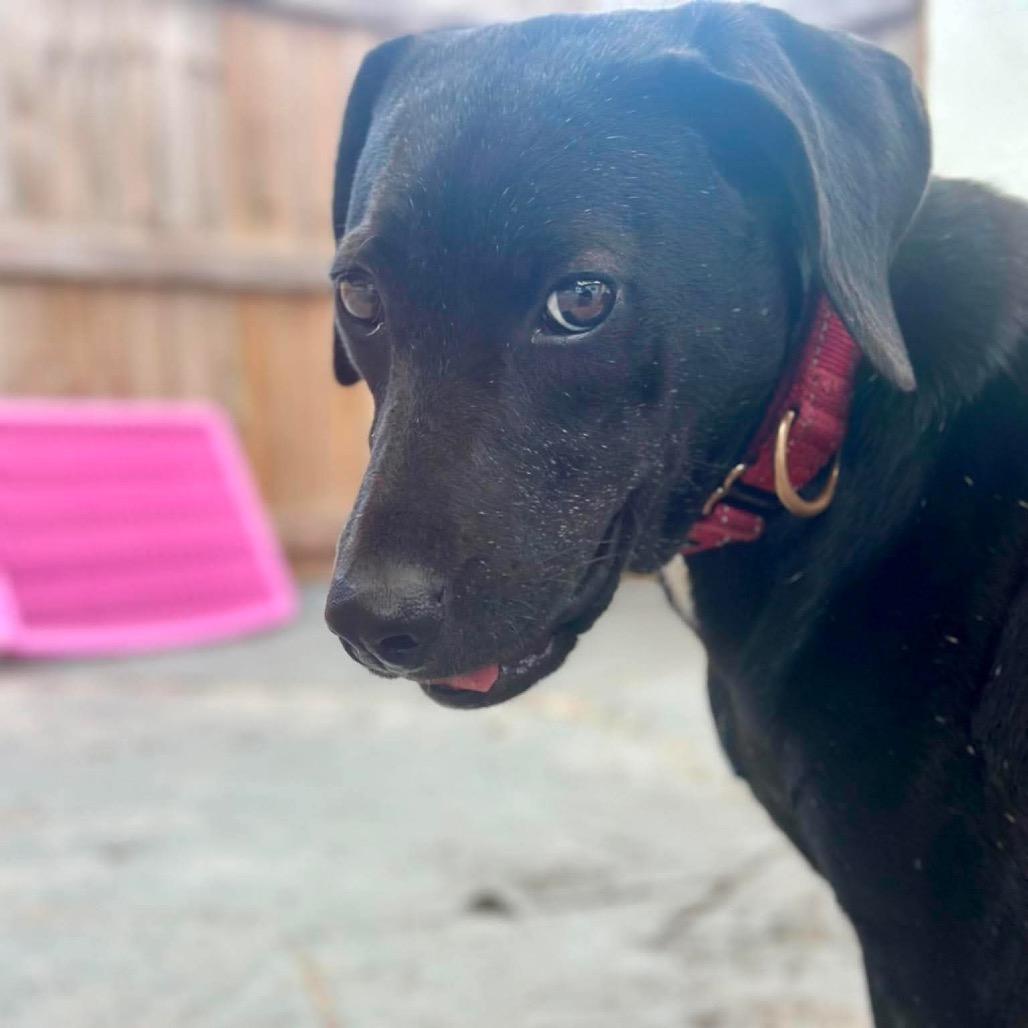 Enlarge Krystal (Kringle), a Adoptable mixed breed in Seminole, FL image 1/6