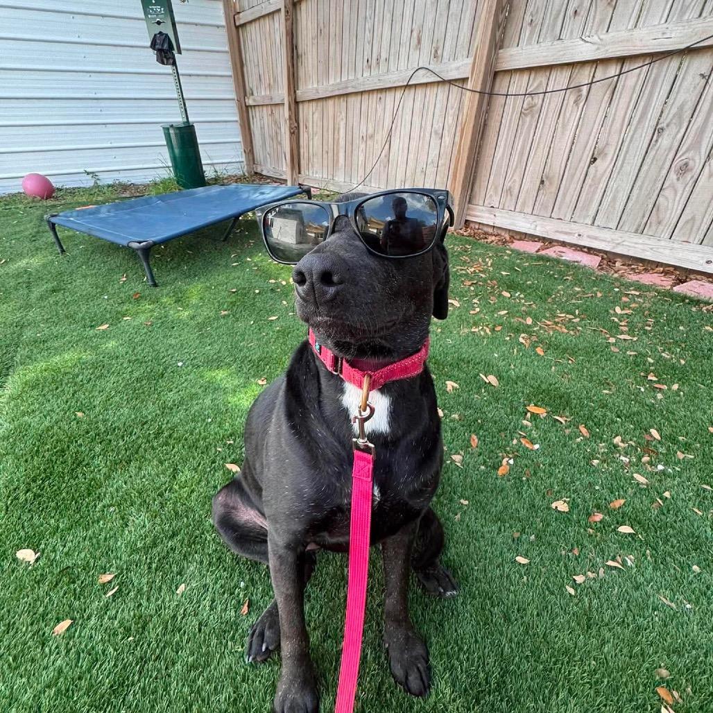 Enlarge Krystal (Kringle), a Adoptable mixed breed in Seminole, FL image 2/6