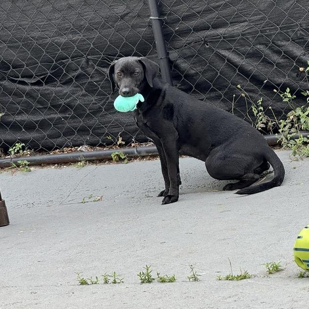 Enlarge Crystal (Kringle), a Adoptable mixed breed in Seminole, FL image 1/3