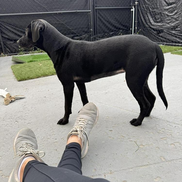 Enlarge Crystal (Kringle), a Adoptable mixed breed in Seminole, FL image 2/3