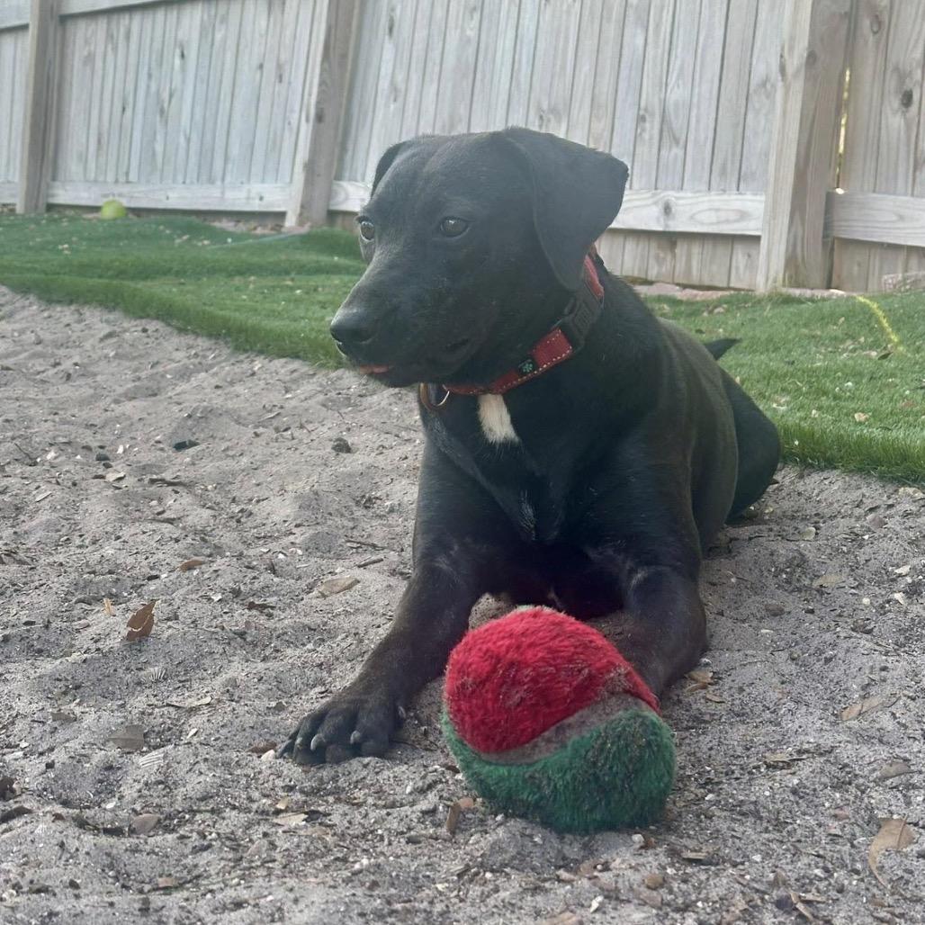 Enlarge Krystal (Kringle), a Adoptable mixed breed in Seminole, FL image 3/5