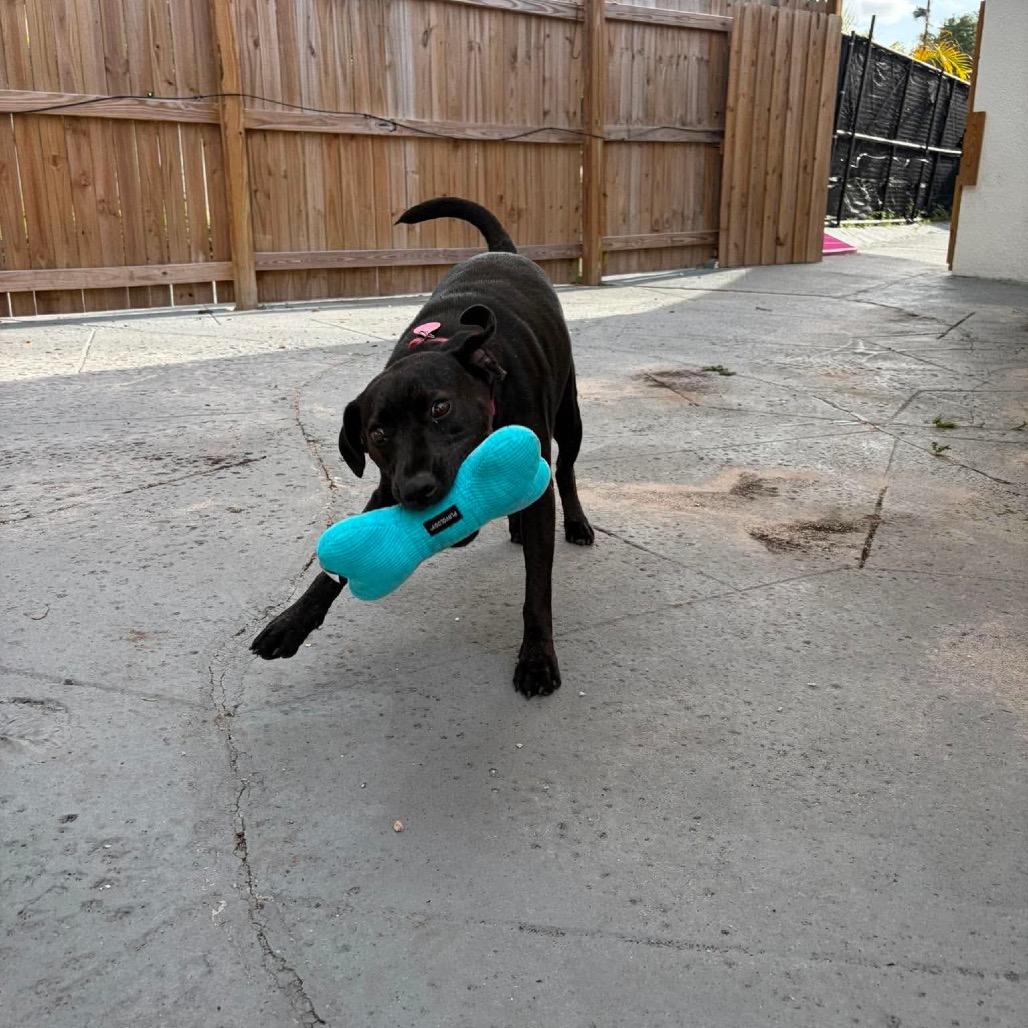 Enlarge Krystal (Kringle), a Adoptable mixed breed in Seminole, FL image 2/6