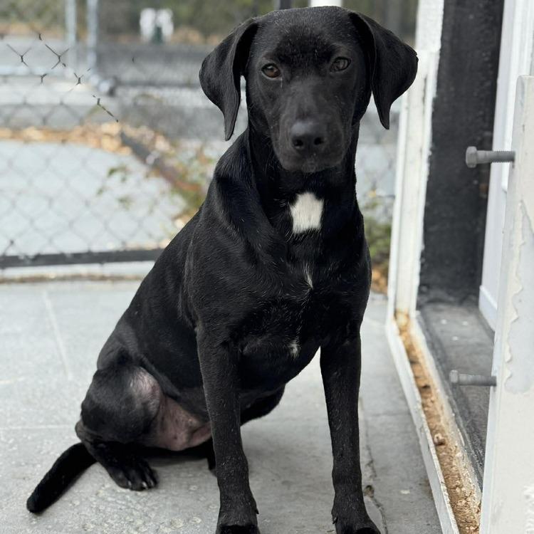 Enlarge Crystal (Kringle), a Adoptable mixed breed in Seminole, FL image 3/3