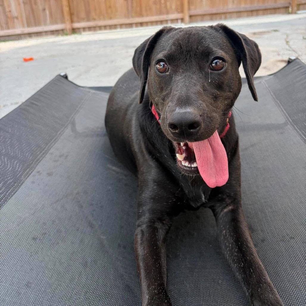 Enlarge Krystal (Kringle), a Adoptable mixed breed in Seminole, FL image 6/6