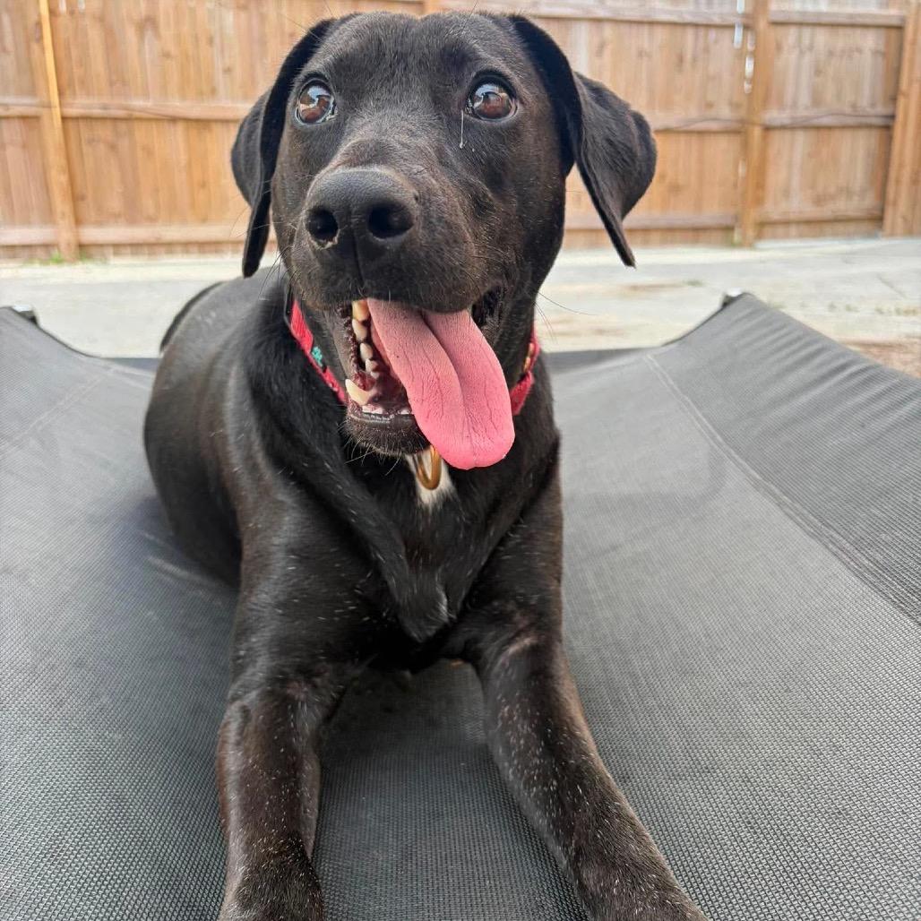 Enlarge Krystal (Kringle), a Adoptable mixed breed in Seminole, FL image 6/6