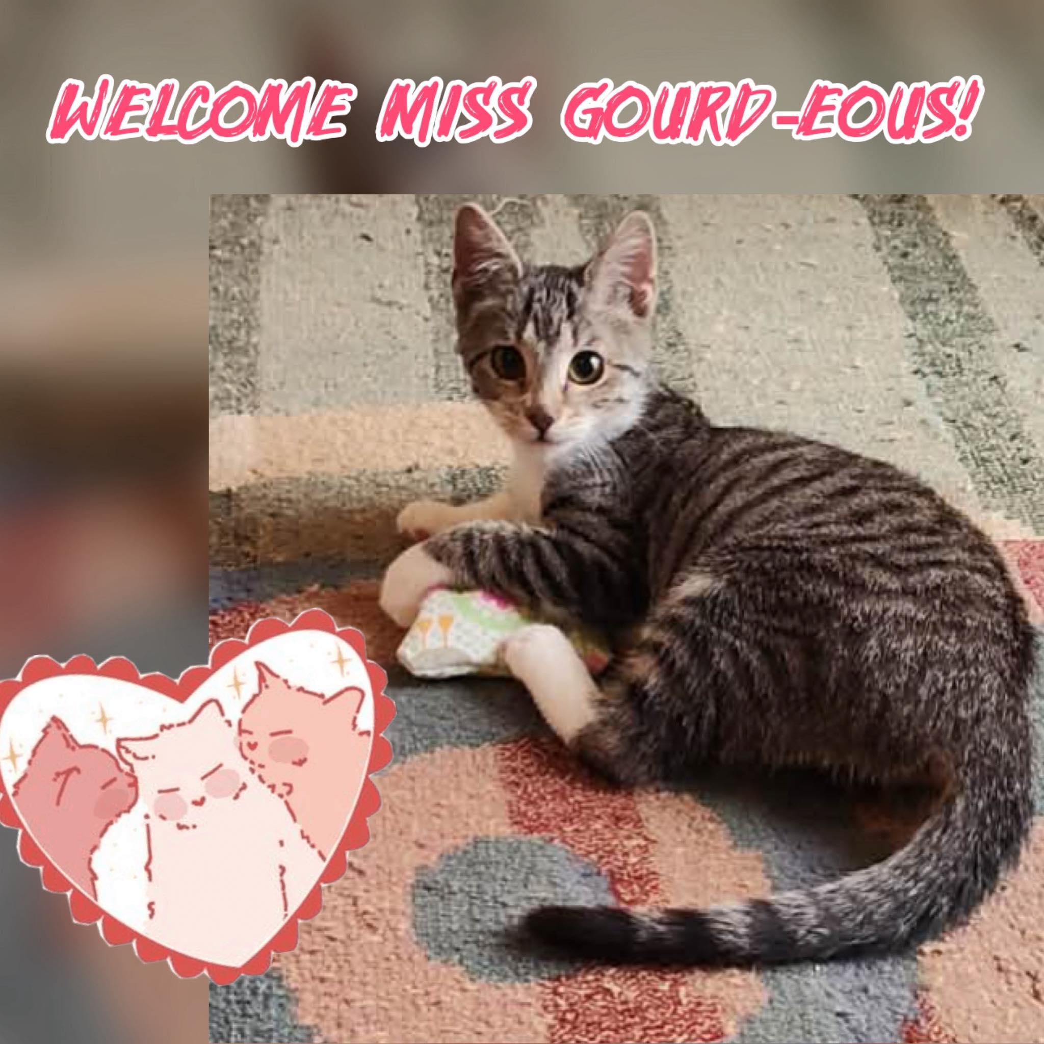 Miss Gourd-gous , ADOPTABLE, Kitten Female Tabby.