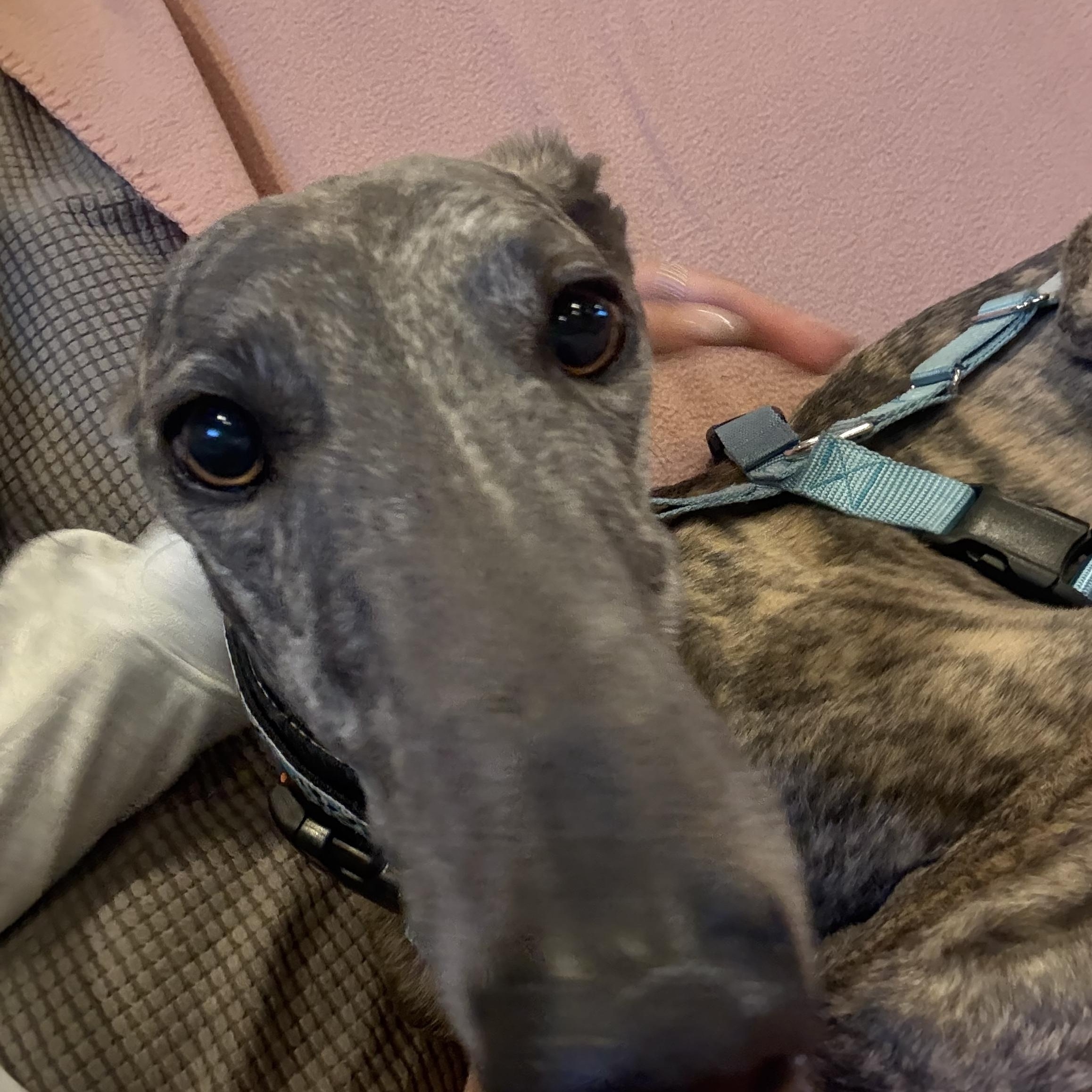 Fiti, a ADOPTABLE Galgo Spanish Greyhound in Winter Park, FL image 1/4