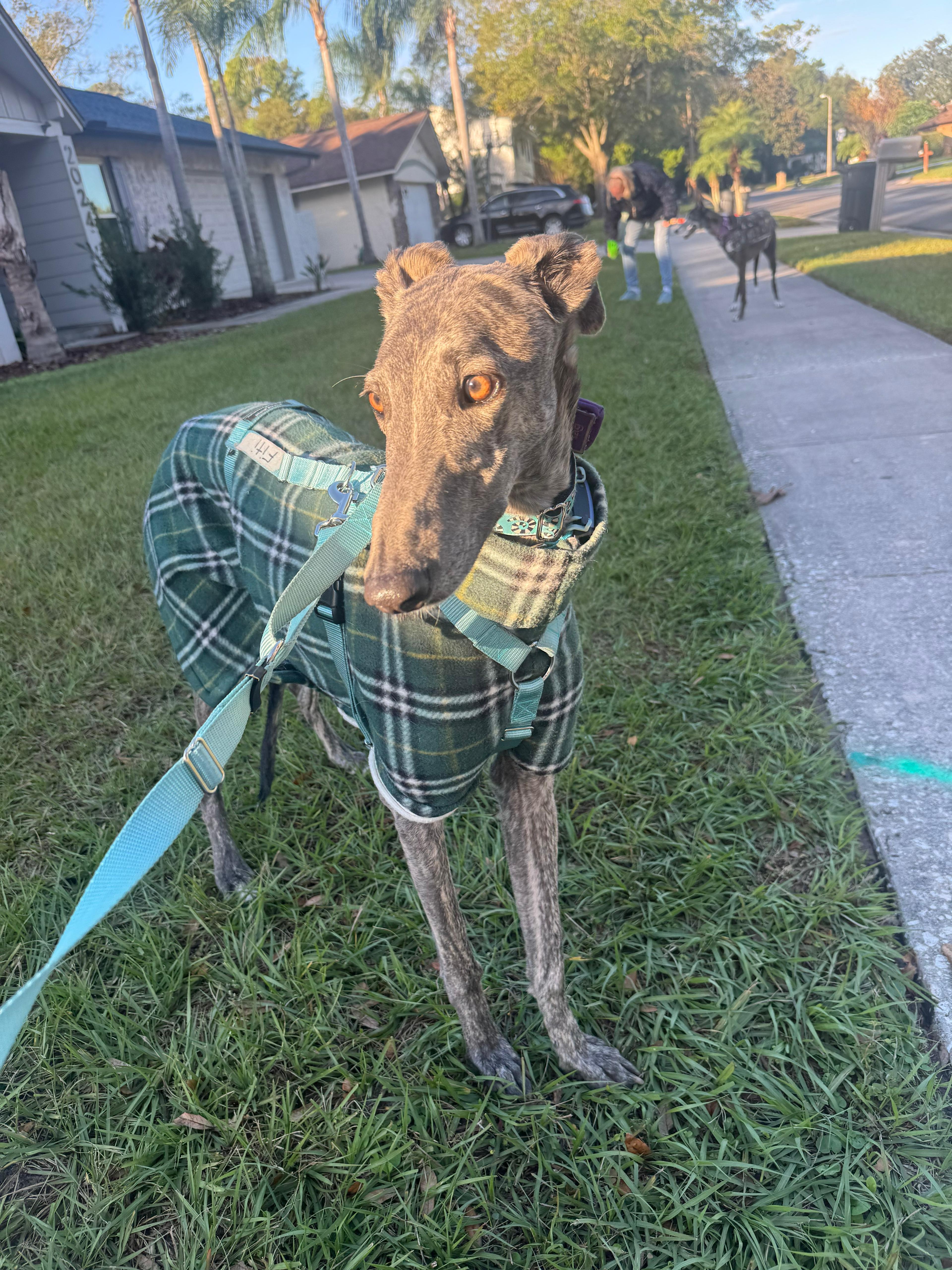 Fiti, a ADOPTABLE Galgo Spanish Greyhound in Winter Park, FL image 2/4