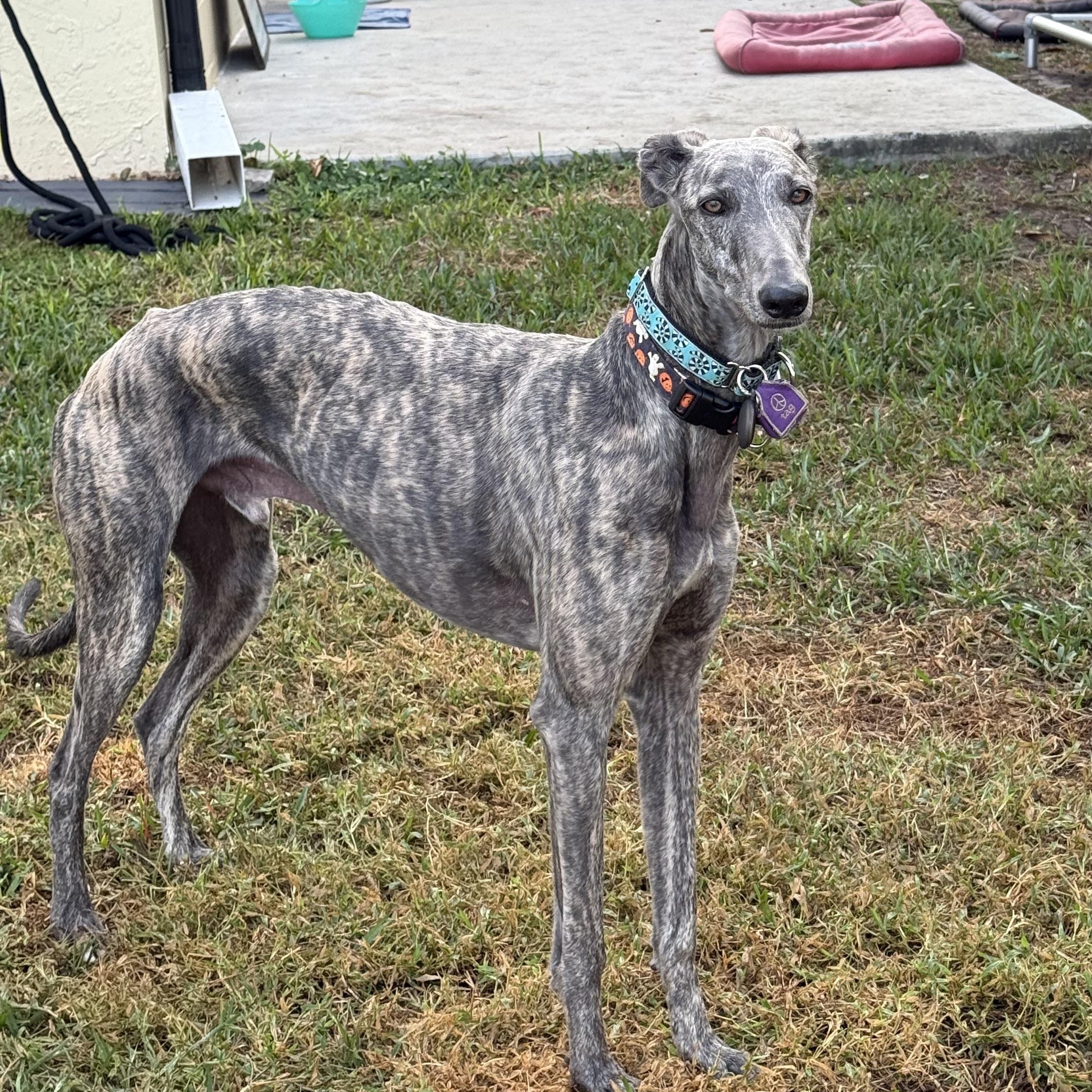 Fiti, a ADOPTABLE Galgo Spanish Greyhound in Winter Park, FL image 3/4