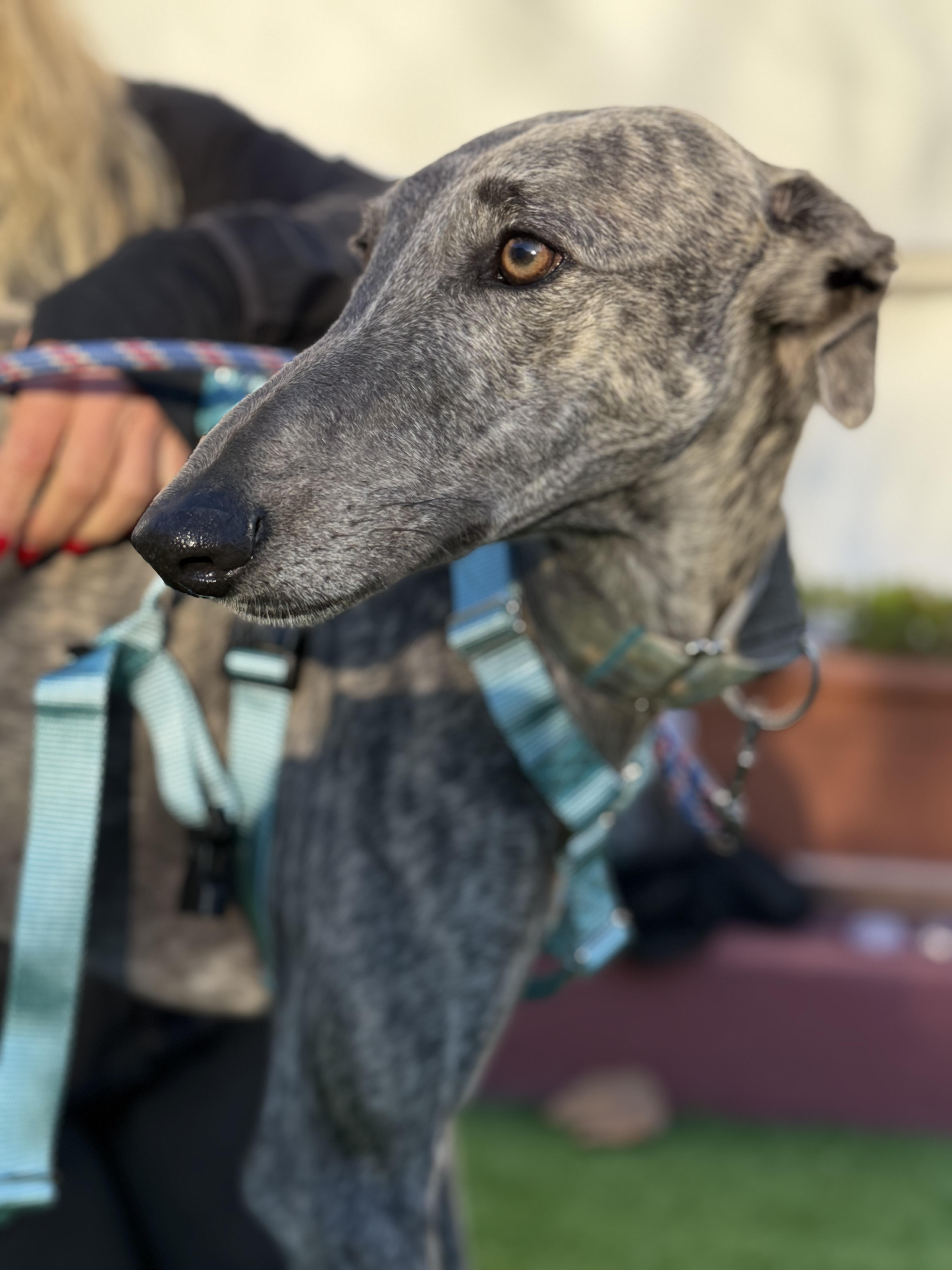 Fiti, a ADOPTABLE Galgo Spanish Greyhound in Winter Park, FL image 4/4