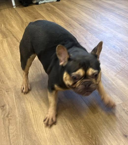 Maddy, Adoptable, Adult Female French Bulldog.