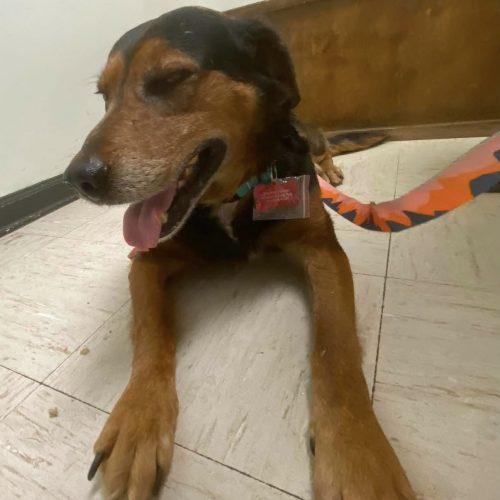 Webo, Adoptable, Senior Male Mixed Breed.