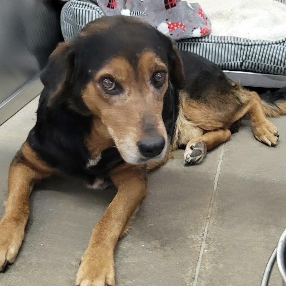 Enlarge Webo, a Adoptable mixed breed in Verona, NJ image 2/5