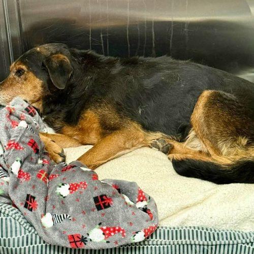 Enlarge Webo, a Adoptable mixed breed in Verona, NJ image 3/5