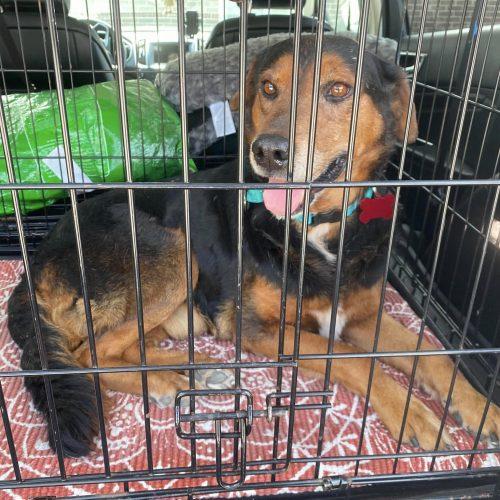 Enlarge Webo, a Adoptable mixed breed in Verona, NJ image 4/5