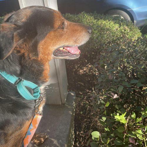 Enlarge Webo, a Adoptable mixed breed in Verona, NJ image 5/5