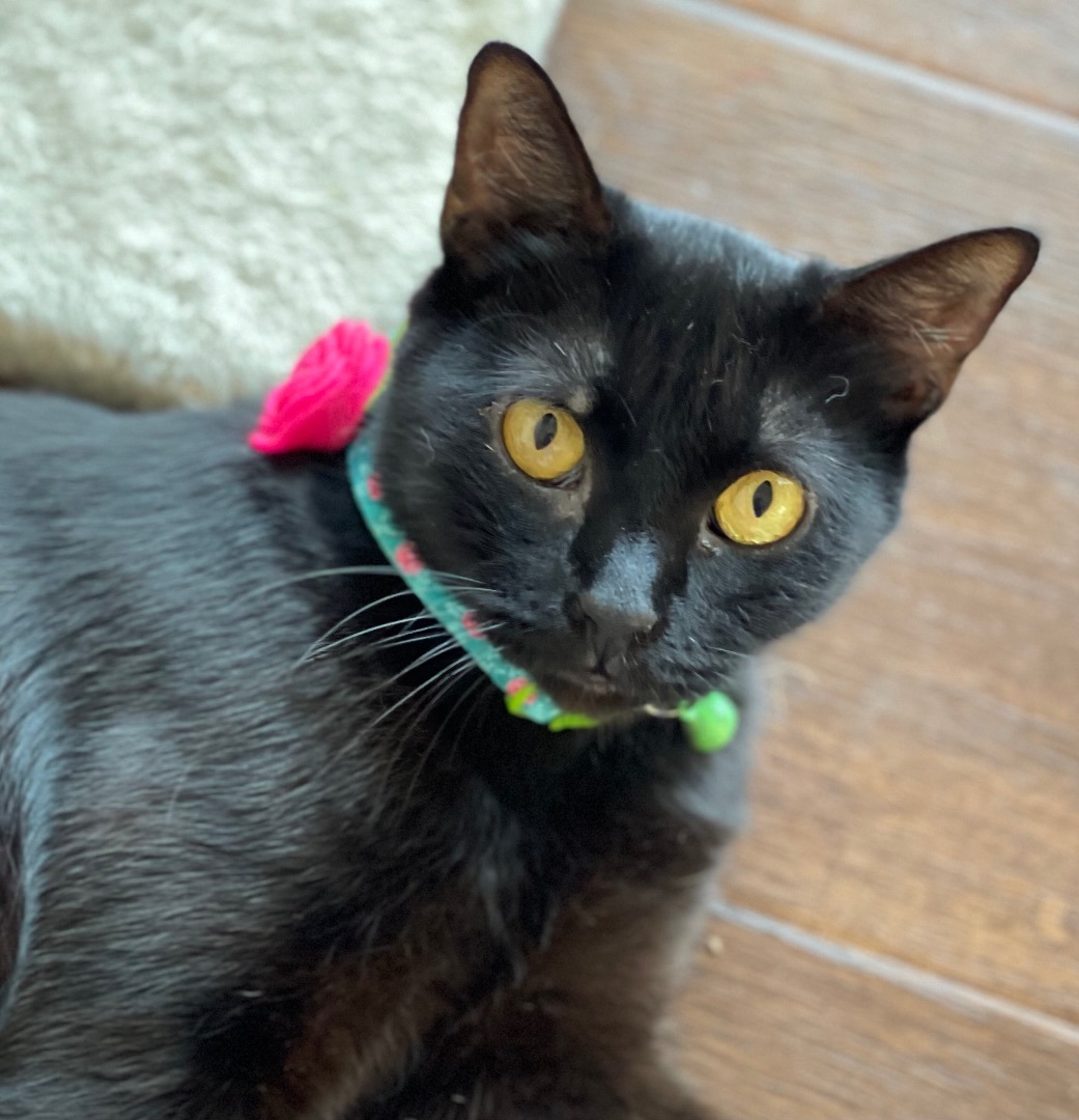 Enlarge Ila, a Adoptable Domestic Short Hair in Los Angeles, CA image 2/6