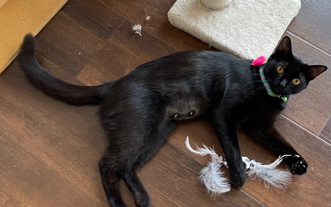 Enlarge Ila, a Adoptable Domestic Short Hair in Los Angeles, CA image 3/6