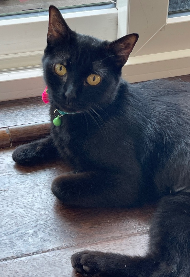 Enlarge Ila, a Adoptable Domestic Short Hair in Los Angeles, CA image 4/6